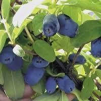 

Синий Утес - 1-летний саженец жимолости в контейнере