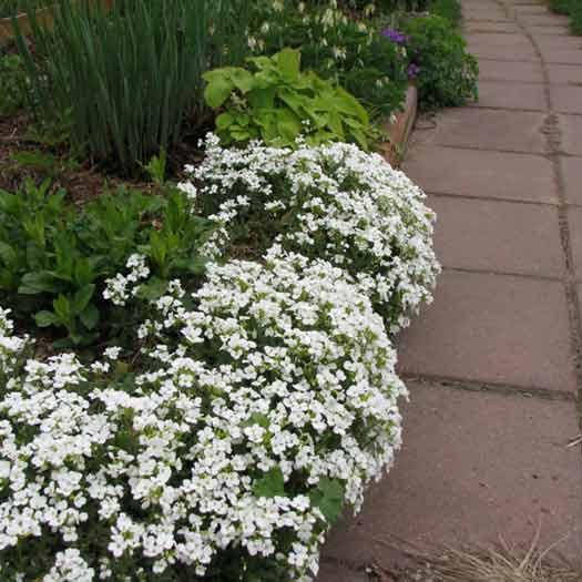 

Арабис кавказкий, Arabis caucasica