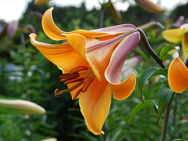 

Лилия African Queen