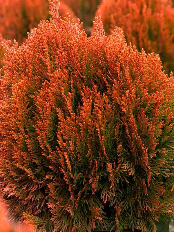 

Туя східна Morgan / Туя восточная Морган /Thuja Platycladus orientalis Morgan