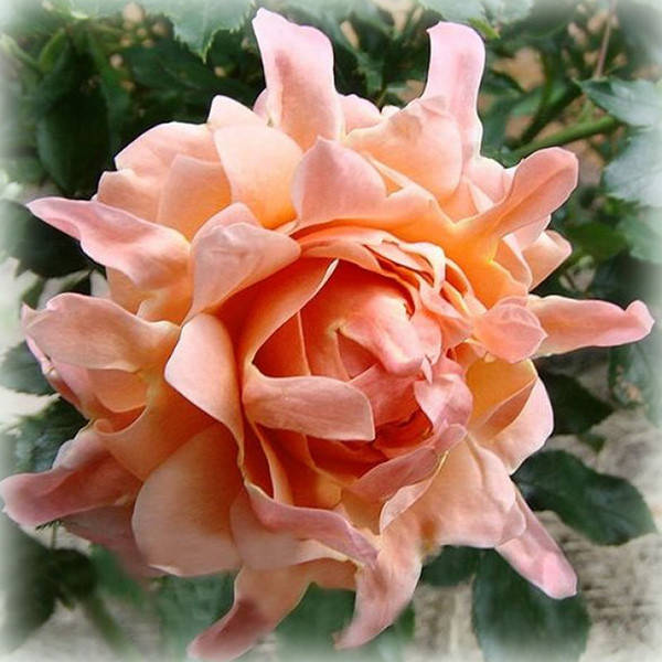 

Роза Раффлз Дрим (Ruffles Dream), флорибунда в контейнере