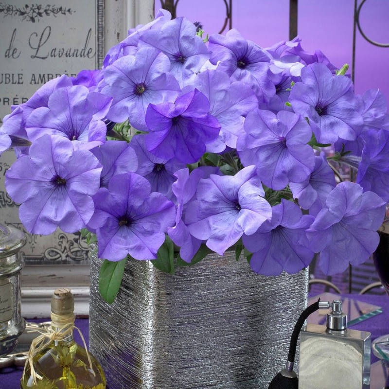 

Розсада Петунія Evening Scentsation F1 лілова d13см, Лиловый