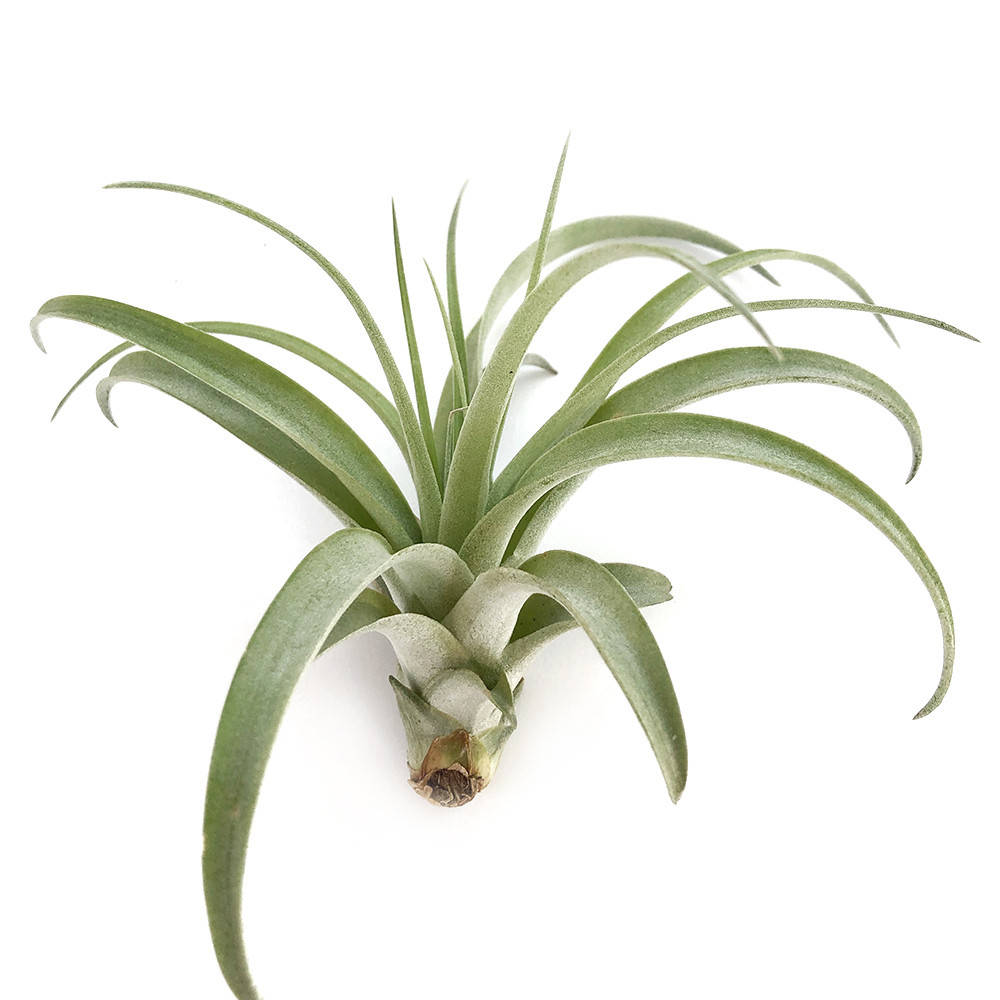 

Тилландсия атмосферная Мультифлора (Tillandsia Multiflora Green)