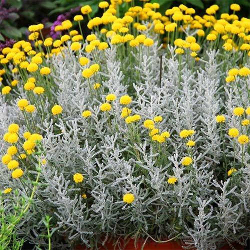 

Сантолина Сhamaecyparissus (саженцы)