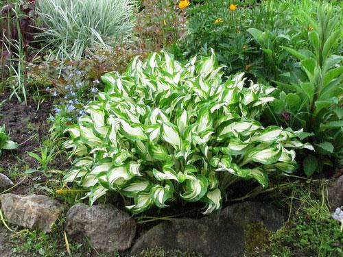 

ХОСТА ВОЛНИСТАЯ (взрослый куст в технологическом горшке)