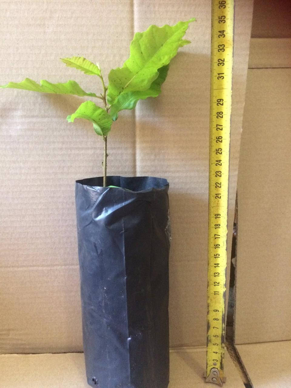 

Саженцы съедобного каштана / Каштан с закрытой корневой системой