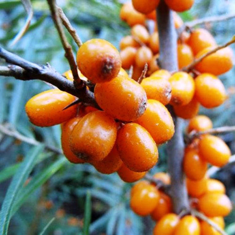 

Обліпиха крушиновидна Леікора / Hippophae rhamnoides Leikora С5 /Н 100-120