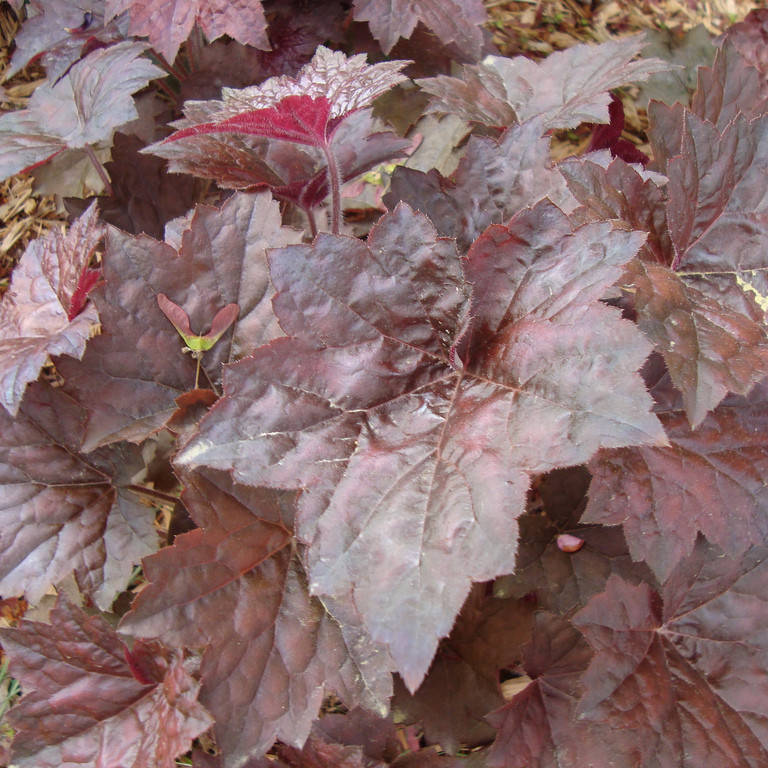 

Гейхера Палас пурпл, Heuchera micrantha Palace Purple