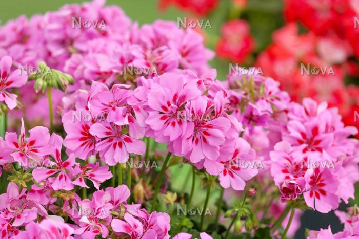 

Пеларгония плющелистная(ампельная) Temprano Lavender Splash