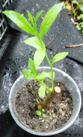 

Ива белая Чермезина. В контейнерах Д5.