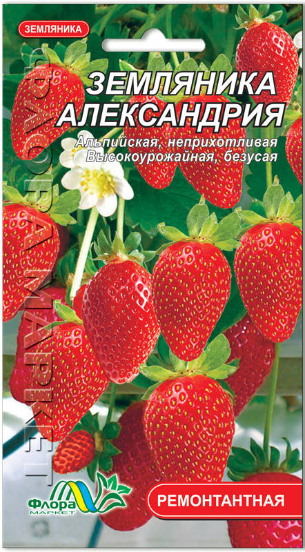 

Семена земляника Александрия 0,03г. Флора маркет