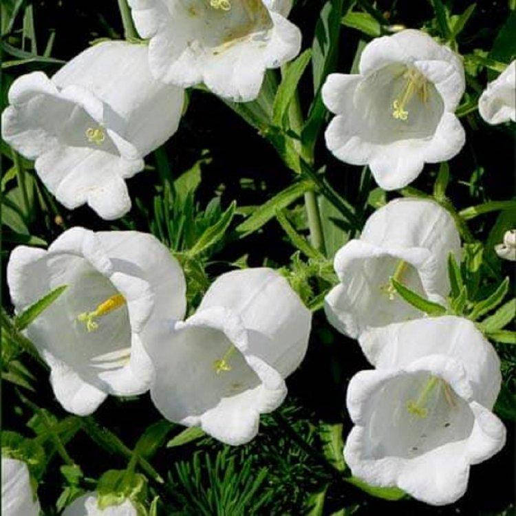 

Семена Колокольчик средний белый 0.1 г W.Legutko 6043