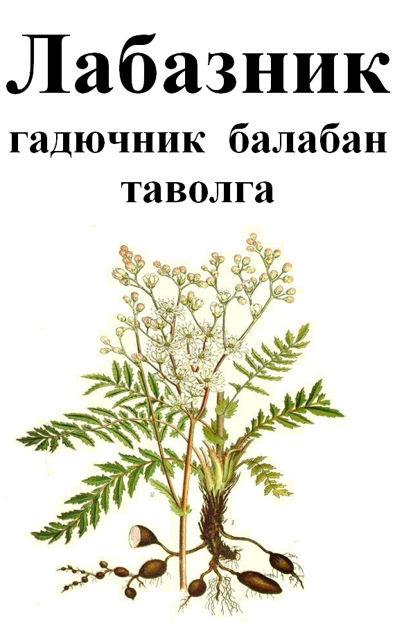 

Лабазник (гадючник, балабан, таволга) корень, 50 грамм