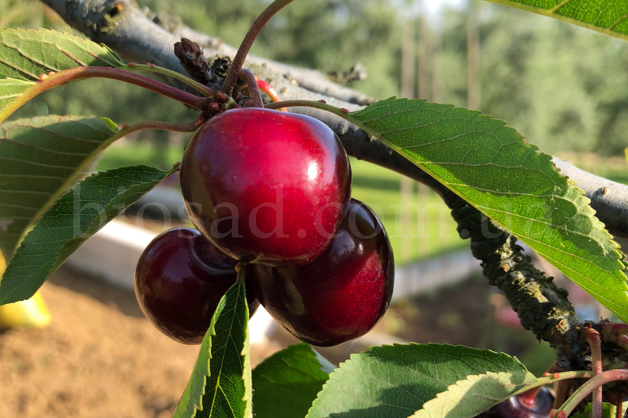 

Черешня Гигант Ред (Giant Red)
