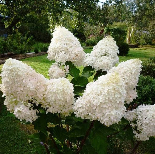 

Саженцы Гортензии метельчатой Фантом (Hydrangea paniculata Phantom)