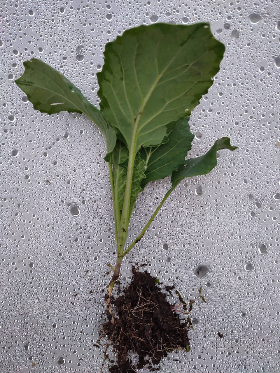 

Рассада капусты " Савойской"