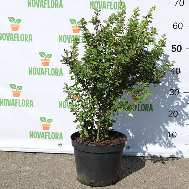 

Барбарис тунберга 'Эректа / Erecta' 5л 40-50см