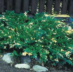 

Можжевельник китайский “Экспанса Вариегата” (Juniperus chinensis Expansa Variegata)