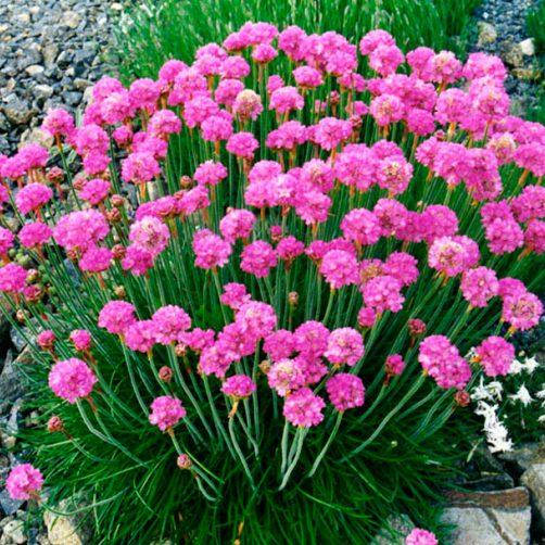 

Армерия приморская, Armeria maritima
