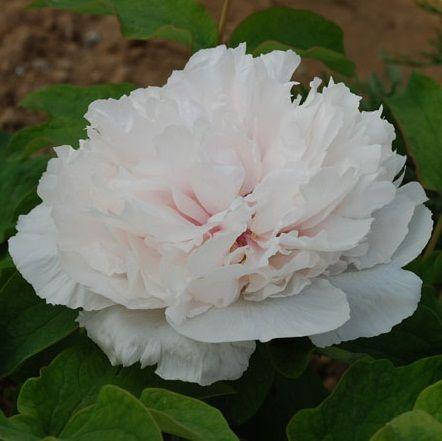 

Пион White Snow Bai Xue Gong Zhu древовидный (саженцы)