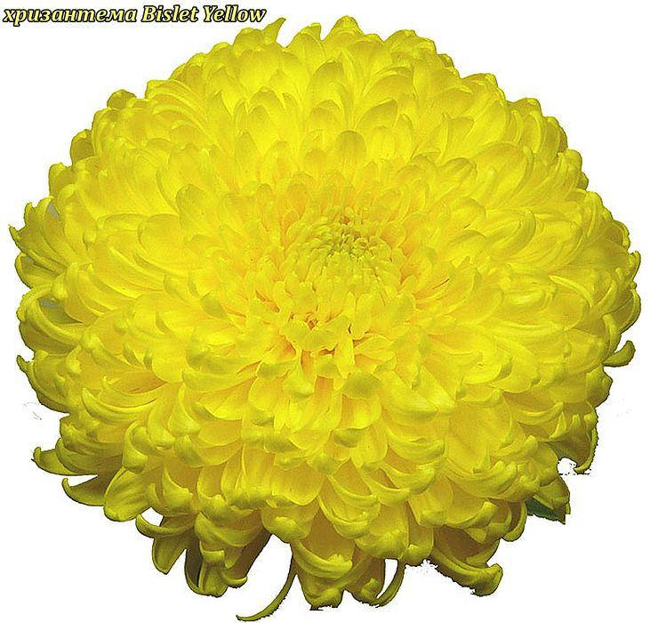 

Хризантема Bislet Yellow (Бислет Жовтий) одноголовая. крупноцветковая рассада
