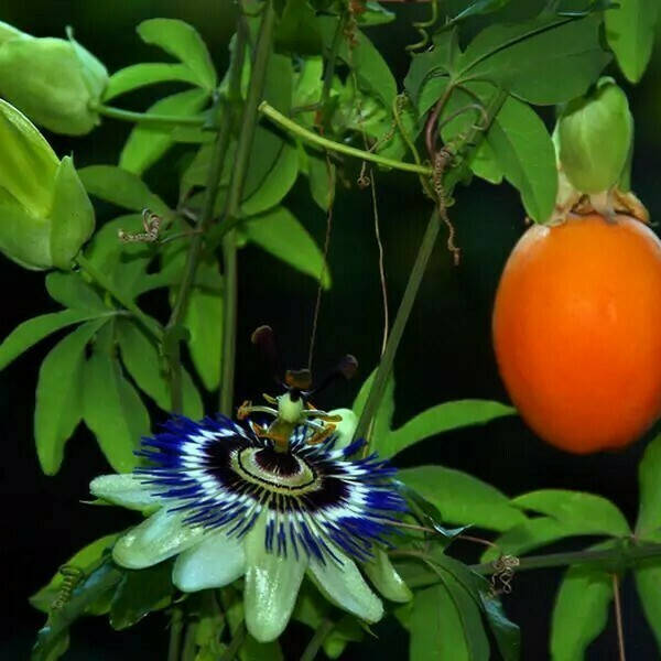

Маракуйя (Пассифлора), Passiflora, Зелёный