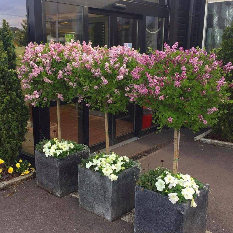 

Сирень Мейера Palibin (Высота шт. 0.7 м)