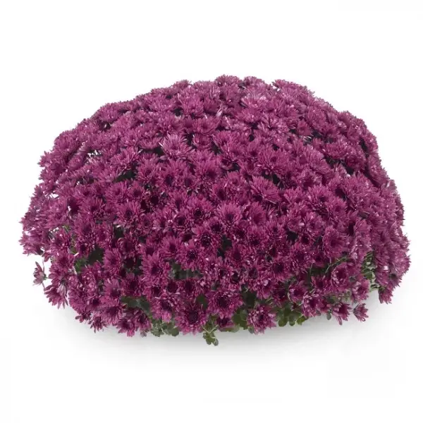 

Хризантема дрібноквіткова горшкова Avalon Purple