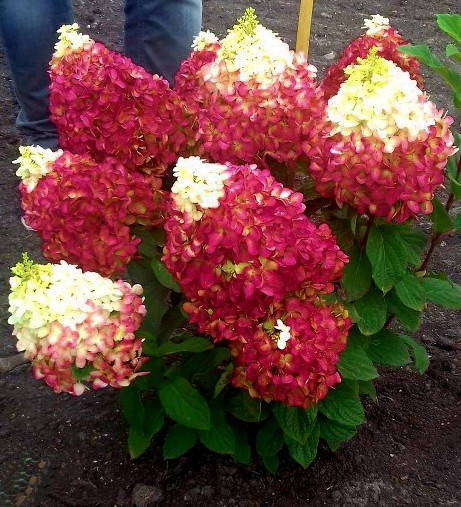 

Гортензия метельчатая Ливинг Колорфул Коктель \ Hydrangea Living Col. Cocktail ( саженцы С5л) Новинка