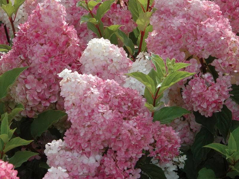 

Гортензия метельчатая Vanille Fraise (Ванила Фрейз)
