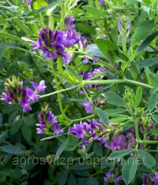 

Люцерна посевная Надежда