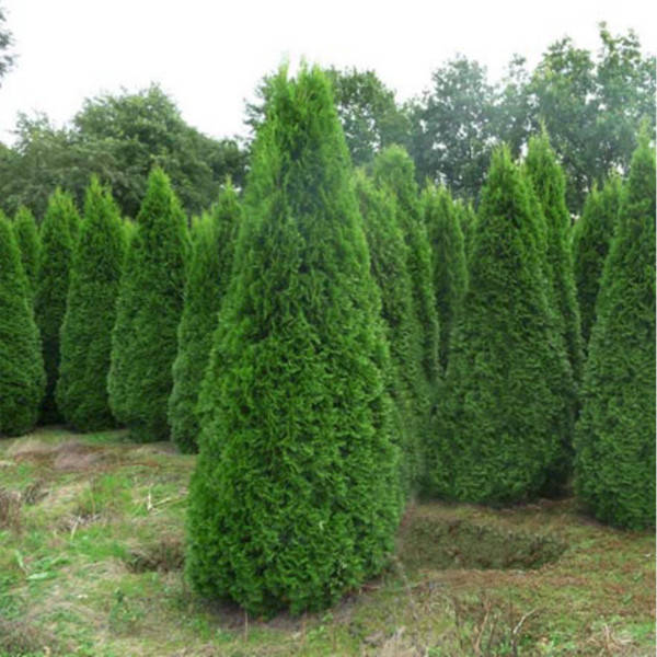 

Туя западная Smaragd 30-40 см (контейнер 1,5 л), Саженец