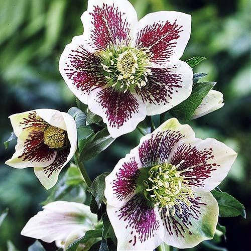 

Морозник белый с сиреневsм крапом " White Spotted "