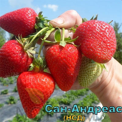 

Саженцы клубники "фриго" сорту "Сан Андреас" (San Andreas Strawberry)