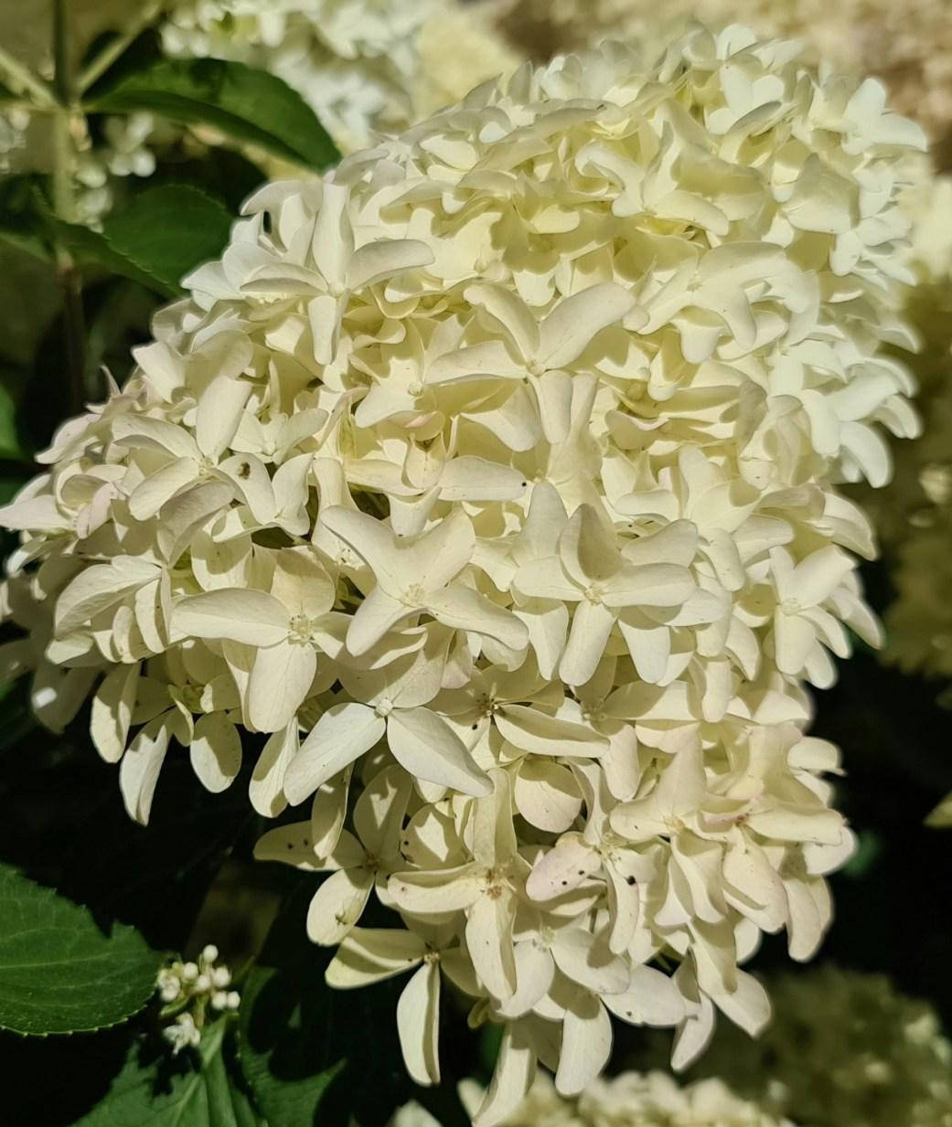 

Гортензия метельчатая Скайфолл, Р9 / Hydrangea paniculata Skyfall, Frenne