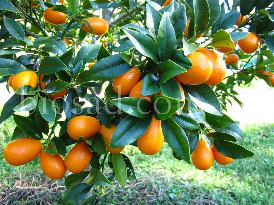 

Кумкват Нагами (Kumquat Nagami)/(Fortunella margarita)