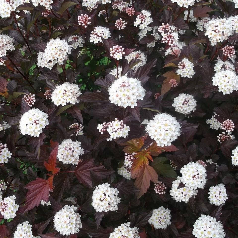 

Пузыреплодник Дьябло, Physocarpus opulifolius Diablo