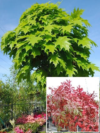 

Дуб червоний / Quercus rubra С5 /Н 100-120