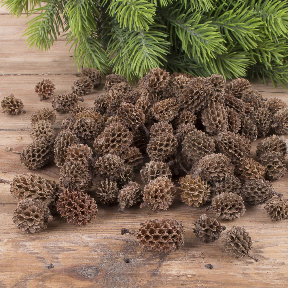 

Шишки казуарина коричневые