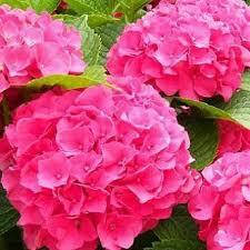 

Гортензия крупнолистная Розовое чудо
