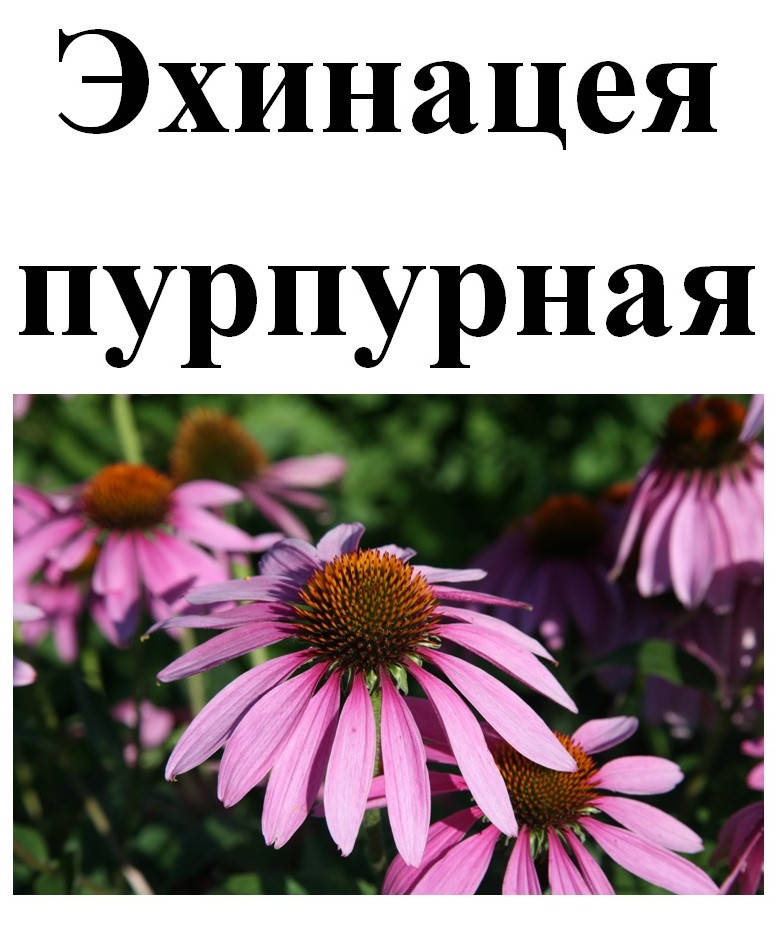 

Эхинацея пурпурная, цветки сушенные, 50 грамм