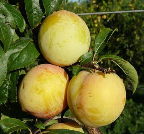 

Слива Голден Плумза /Golden Plumza/. (вс). Подвой алыча