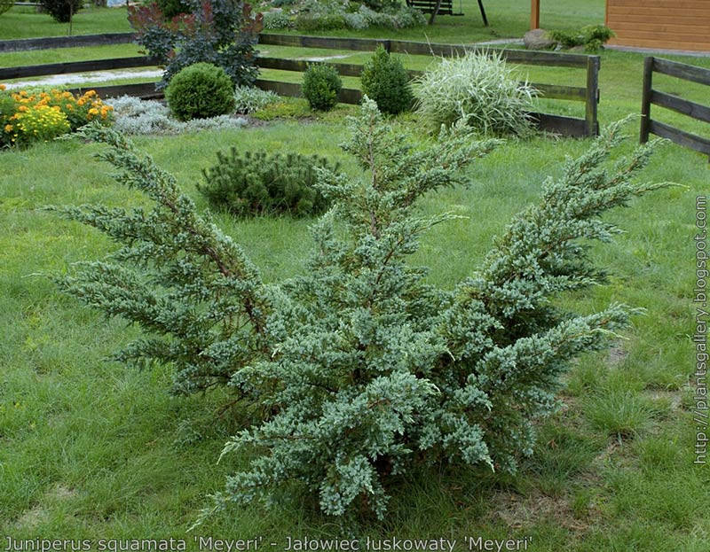 

Можжевельник Чешуйчатый Мейери P9 (Juniperus squamata Meyeri)
