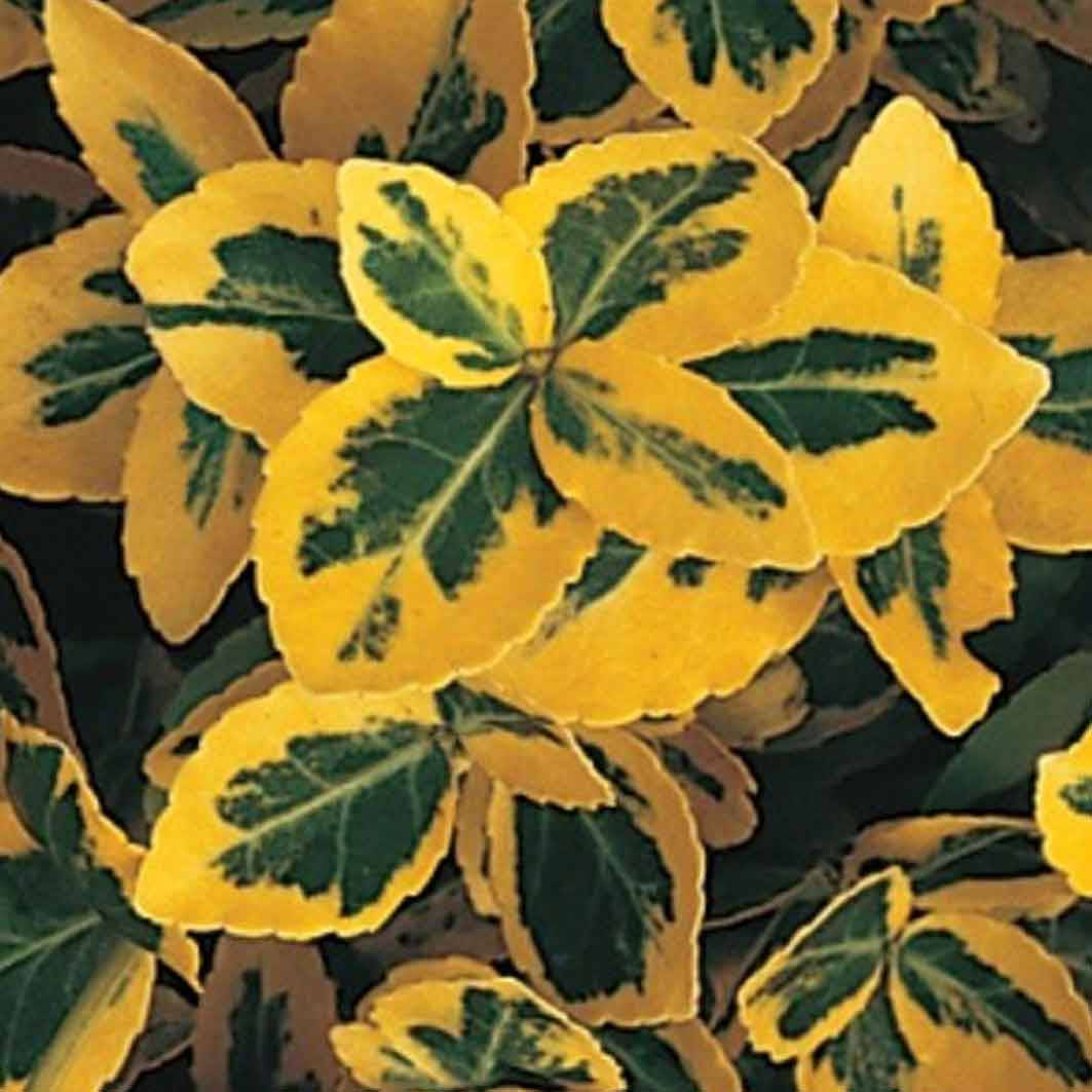 

Бересклет форчуна "Emerald'n Gold" Р9