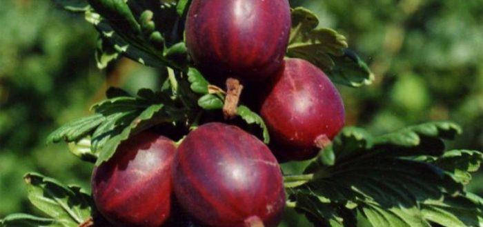 

Саженцы крыжовника ЛОНДОН