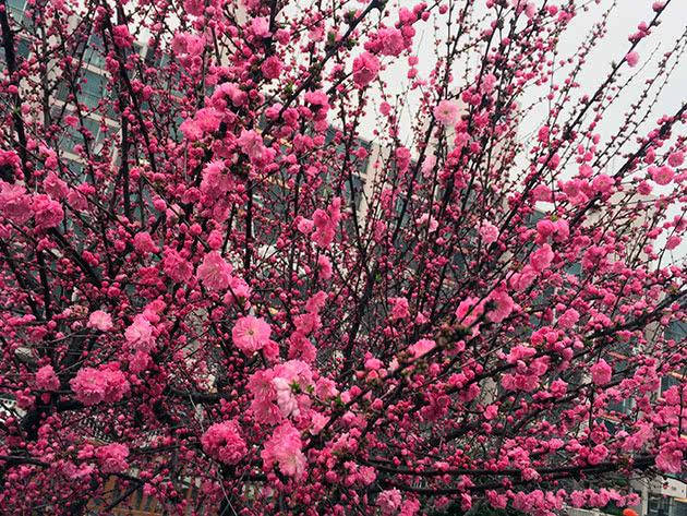 

Миндаль «Розовый туман»