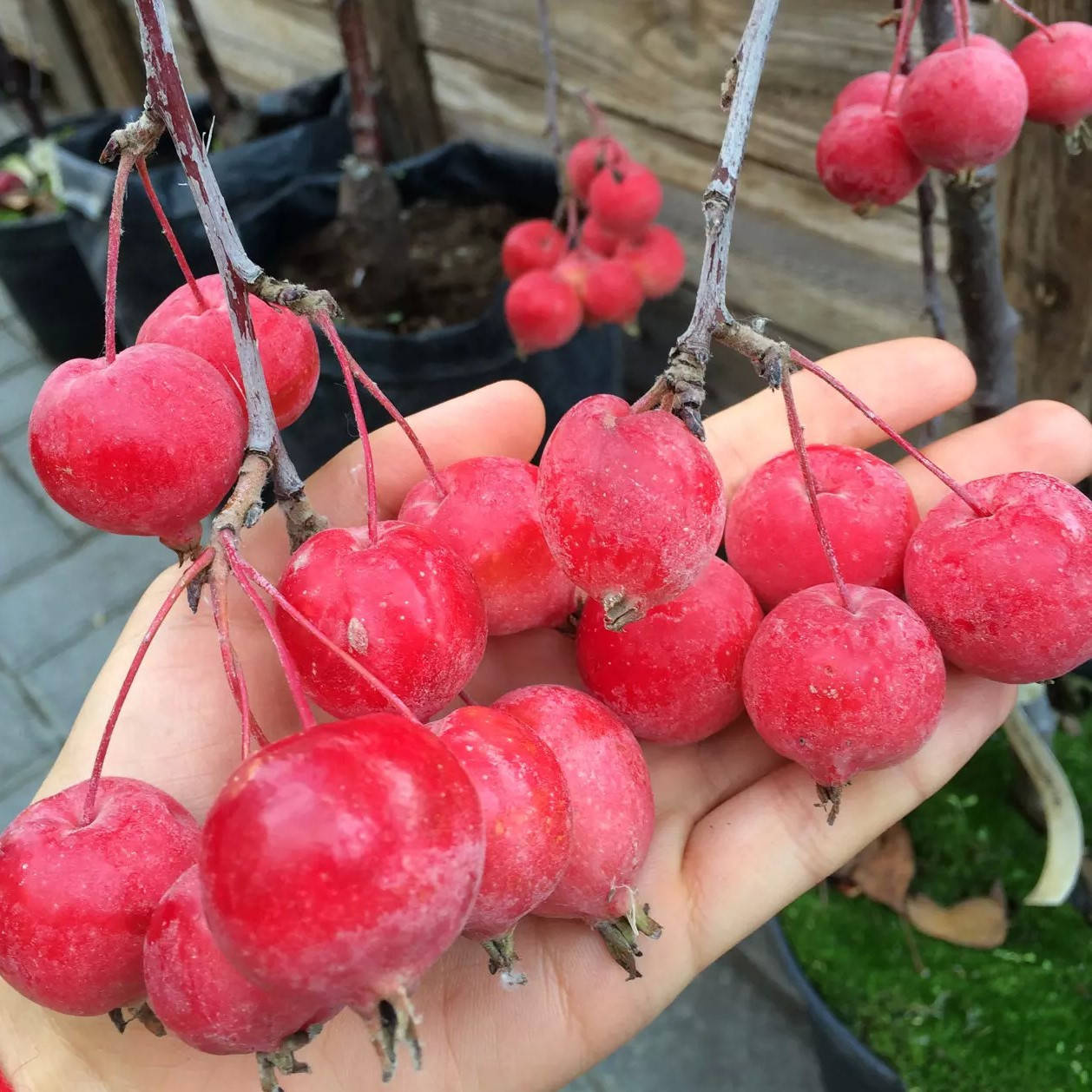 

Яблоня райская Райка, Malus prunifolia Rajka