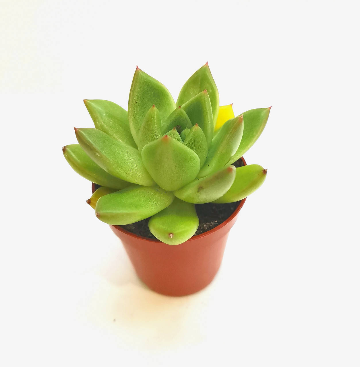 

Ехеверия миранда Echeveria Суккулент Комнатное растение