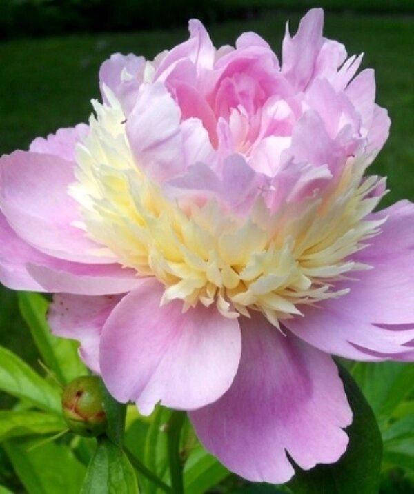 

ПИОН ТРАВЯНИСТЫЙ RASPBERRY SUNDAE (КОРНЕВИЩА).