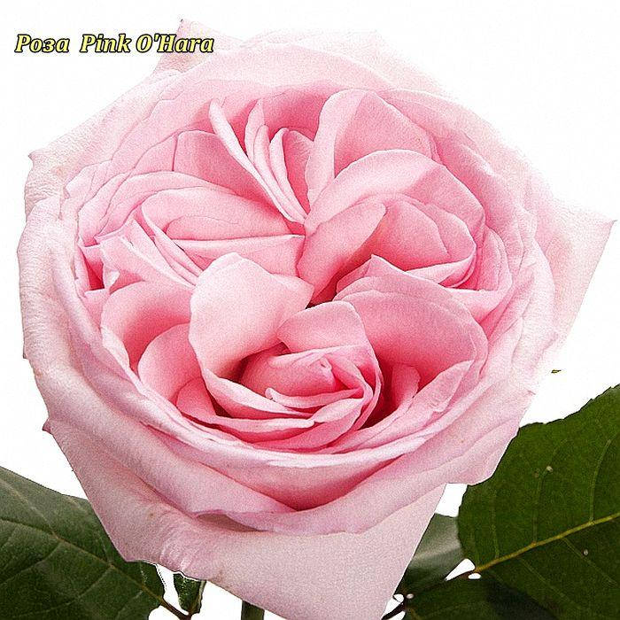 

Роза чайно-гибридная Pink O′Hara (Пинк О,Хара)